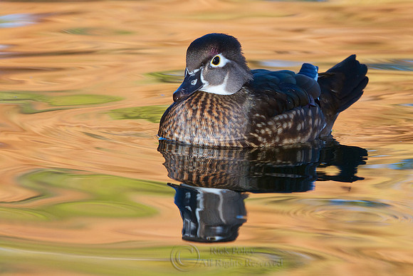 Hen Wood Duck in Autumn