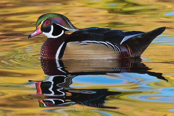 Drake Wood Duck Autumn