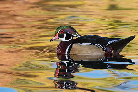 Drake Wood Duck in Autumn