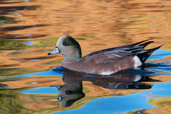Drake American Wigeon in Autumn