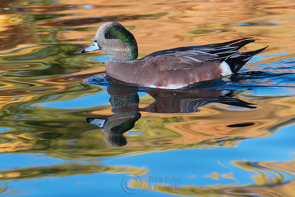 Drake American Wigeon in Autumn