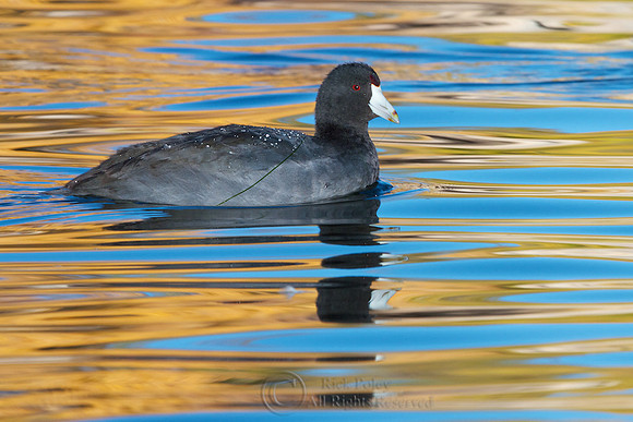 American Coot in Autumn