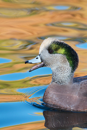 Drake American Wigeon Calling