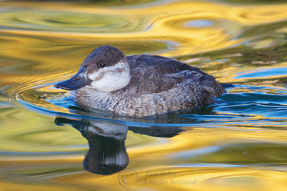 Juvenile Ruddy Duck