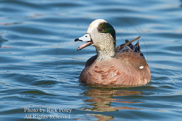 American Wigeon (Anas americana)