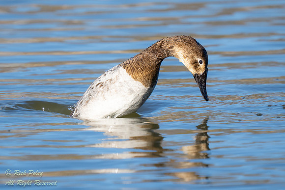 Juvenile Canvasback (Aythya valisineria) Diving, NM