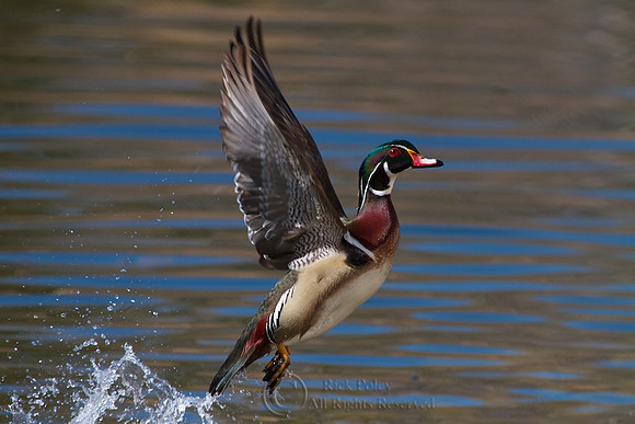 Male Wood Duck Takes Flight