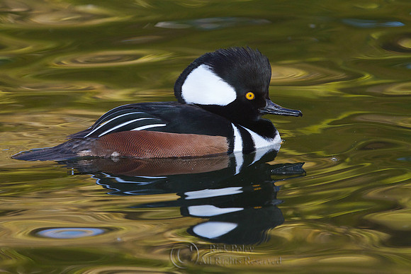 Male Hooded Merganser