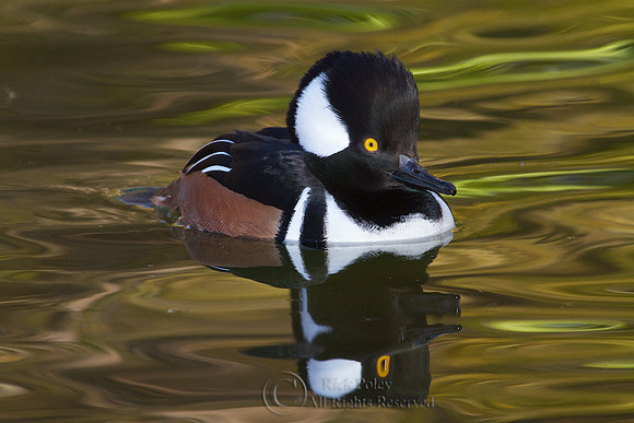 Male Hooded Merganser