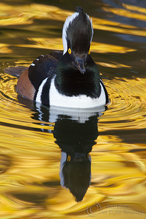 Male Hooded Merganser