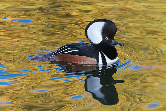 Male Hooded Merganser