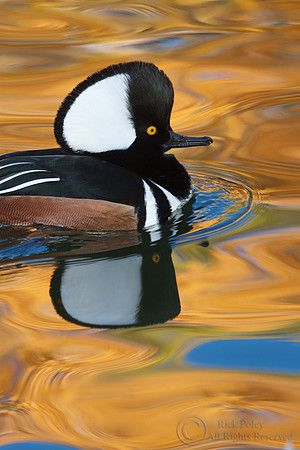 Male Hooded Merganser