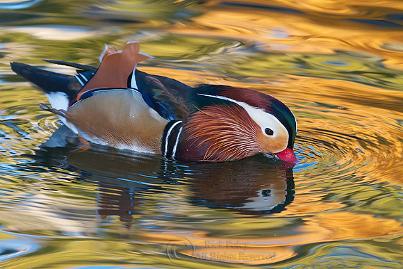 Feeding Drake Mandarin Duck