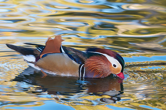 Feeding Drake Mandarin Duck