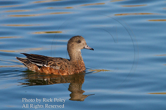American Wigeon (Anas americana)