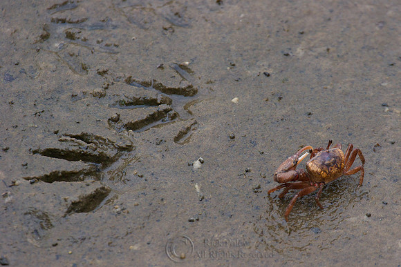 Red-jointed or Brackish Water Fiddler Crab (Uca minax) & Racoon Tracks in Tidal Estuary