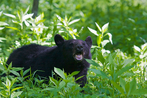 (North) American Black Bear (Ursus americanus)