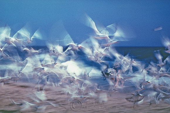 Royal Terns & Laughing Gulls in Flight