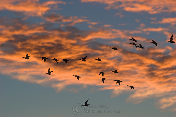 Flock of Northern Pintails at Sunset