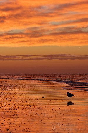Ring-billed Gull (Larus delawarensis) at Sunrise;