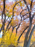 Cottonwood Trees in Rio Rancho Bosque in Autumn, NM