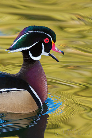 Calling Drake Wood Duck
