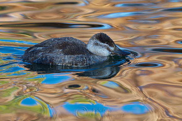 Juvenile Ruddy Duck