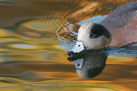 Feeding Drake American Wigeon