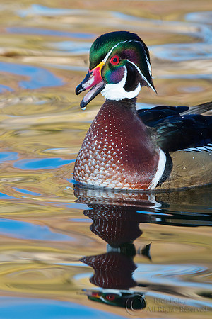 Calling Drake Wood Duck