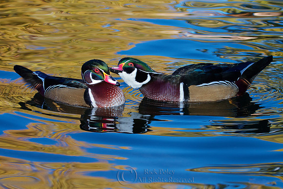 Preening Drake Wood Ducks