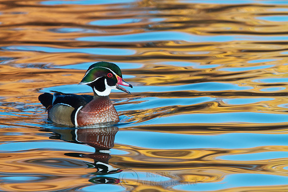 Drake Wood Duck