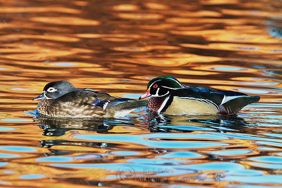 Wood Duck Pair