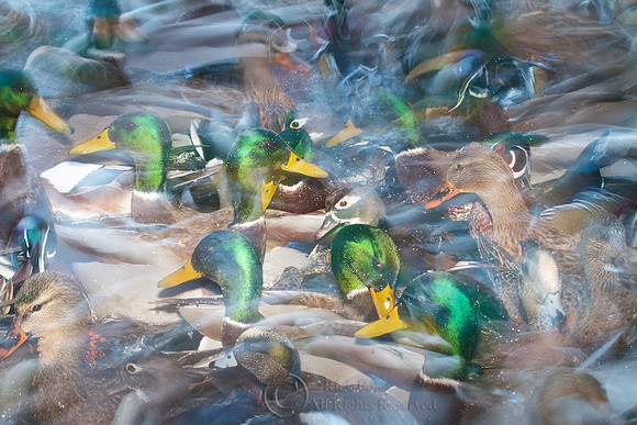 Feeding Frenzy