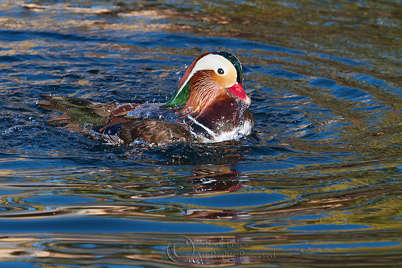 Bathing Drake Mandarin Duck