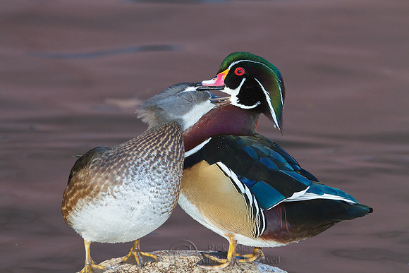 Wood Duck Pair