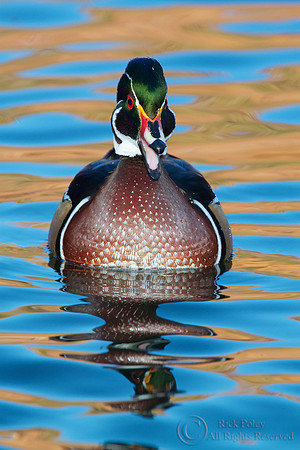 Drake Wood Duck Calling