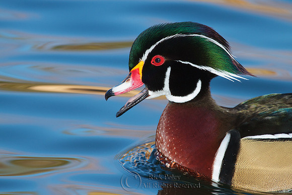 Drake Wood Duck Calling