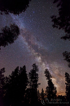 Milky Way, Stars and Ponderosa Pines