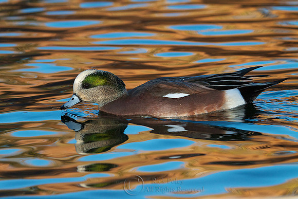 Drake American Wigeon (Anas americana) & Autumn Reflections