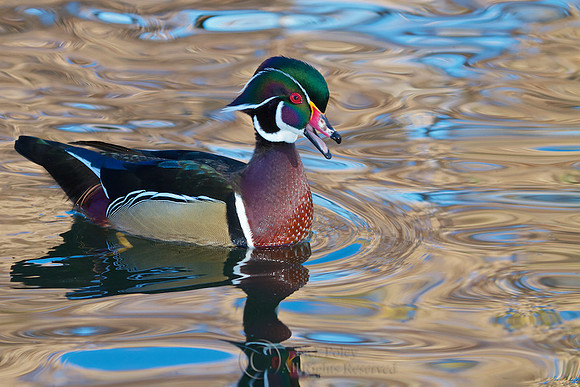 Drake Wood Duck (Aix sponsa) Calling