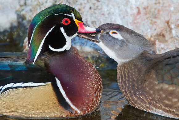 Wood Duck Pair (Aix sponsa) Preening & Grooming