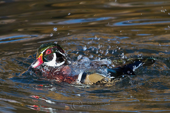 Drake Wood Duck (Aix sponsa) Bathing