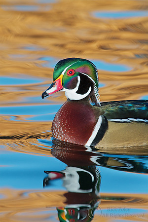 Drake Wood Duck & Autumn Reflections