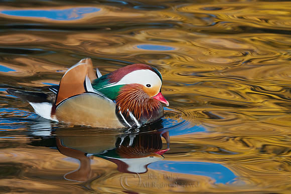 Drake Mandarin Duck