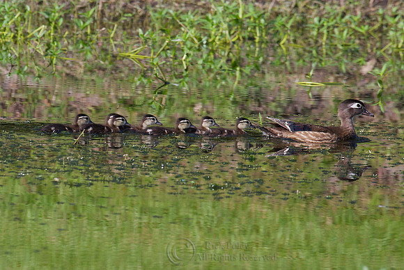 Female Wood Duck (Aix sponsa) with Ducklings