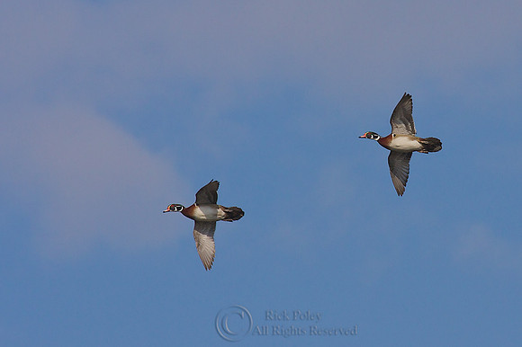 Male Wood Ducks (Aix sponsa) in Flight