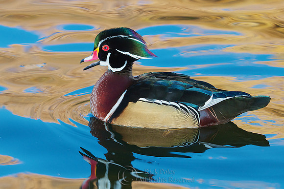 Male Wood Duck (Aix sponsa) Calling