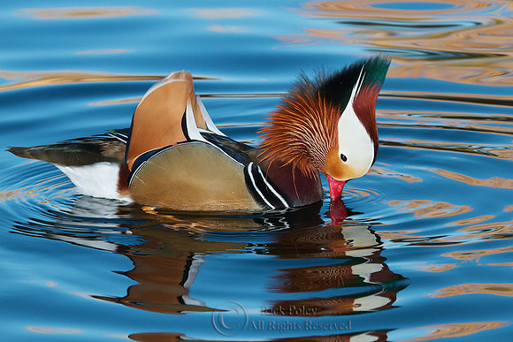 Drake Mandarin Duck (Aix galericulata) Display