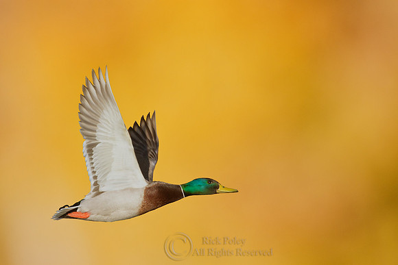 Drake Mallard (Anas platyrhynchos) in Flight (composite)