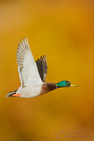 Drake Mallard (Anas platyrhynchos) in Flight (composite)